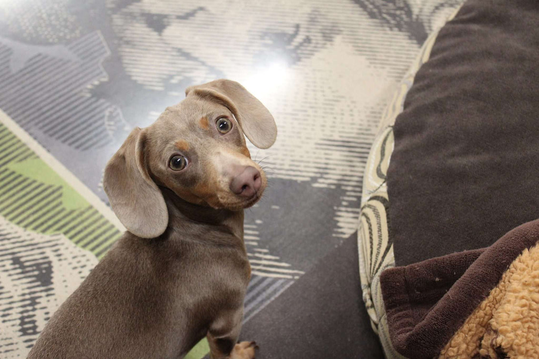 A gray dog on a dollar-designed epoxy resin flooring system with a dog bed.